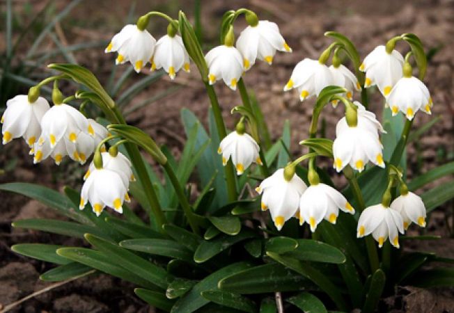 Under Cununi - The Tree of Life - Plateau of Vârtoapelor (Whirlpool) " At Snowdrops"