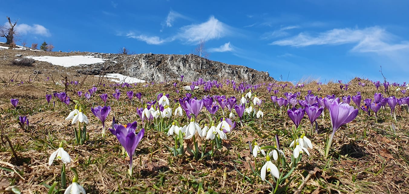 Masivul Oboroca ”Piatra Zănoagei” - La Brândușe și Ghiocei
